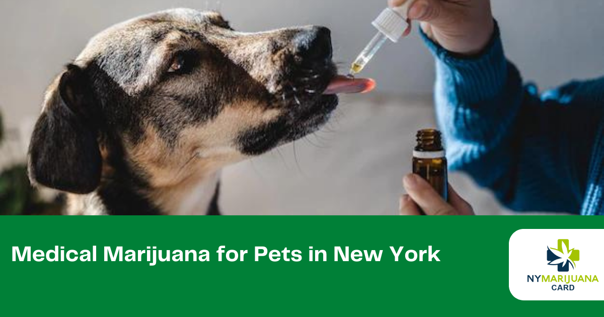 Medical Marijuana for Pets in New York